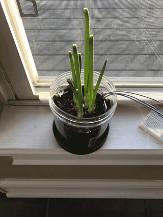 green_onion_growth.png