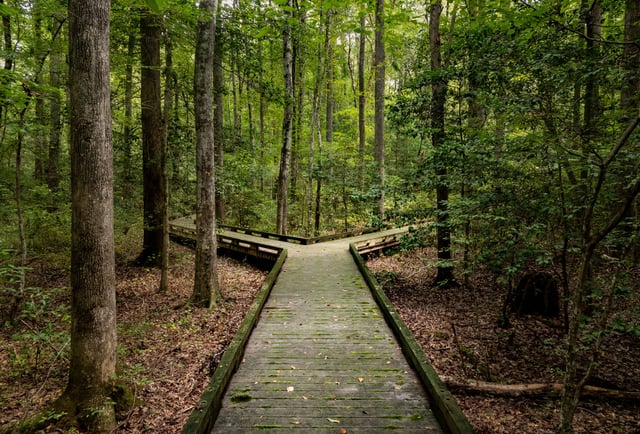 Fork-in-the-road-for-major-decision-on-wooden-boardwalk-in-forest