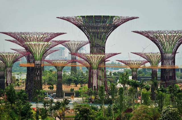 Singapore Trees