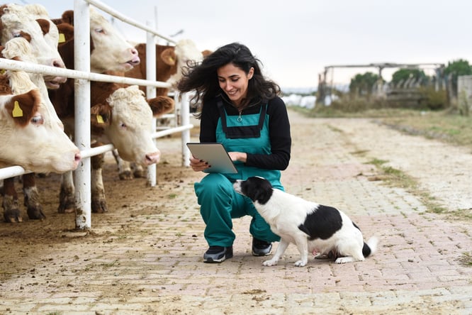 Farmer using IoT wearable technology for livestock management